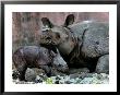 Hartali, A Rhinoceros At The Patna Zoo, Is Seen With Her New Baby In Patna, India, January 24, 2007 by Prashant Ravi Limited Edition Print