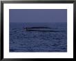 Fin Whale, Surfacing, France by Gerard Soury Limited Edition Print