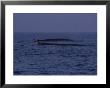 Fin Whale, Surfacing, France by Gerard Soury Limited Edition Pricing Art Print