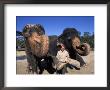 Zoo Keeper Elephant Trainer, Sanford Zoo, Florida by Bill Bachmann Limited Edition Print