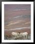 Dalls Sheep, Heads Touching, On A Mountain In Denali National Park by Paul Nicklen Limited Edition Print