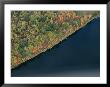 An Aerial View Of A Forest In Autumn Colors Near A Body Of Water by Heather Perry Limited Edition Print