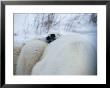Two Polar Bear Cubs Rest Their Heads Upon Their Mother by Paul Nicklen Limited Edition Print