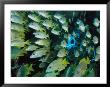 A School Of Schoolmaster Fish Swim Under The Research Vessel Aquarius by Brian J. Skerry Limited Edition Print