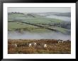 Sheep And Ponies On The Moor by Sam Abell Limited Edition Print