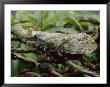 A Peanut-Head Bug Crawls On Twigs by Roy Toft Limited Edition Pricing Art Print