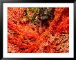 Gorgonian Fans And Goby Fish (Pleurosicya Mossambica) by Michael Aw Limited Edition Pricing Art Print