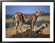 Mother Cheetah With Cub On Dirt Mound, Masai Mara National Reserve, Rift Valley, Kenya by Mitch Reardon Limited Edition Pricing Art Print