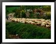 Shepherd Leading Flock Of Sheep, Belorado, Spain by Wayne Walton Limited Edition Print