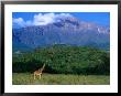 Lone Giraffe (Giraffa Camelopardalis) In Front Of Mt. Meru, Mt. Meru, Arusha, Tanzania by Ariadne Van Zandbergen Limited Edition Print