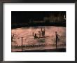 Winter Water Volleyball In Laugardalur Outdoor Pool, Reykjavik, Iceland by Juliet Coombe Limited Edition Print