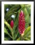 Detail Of Red Ginger Flower, New Caledonia by Holger Leue Limited Edition Print