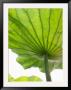 Lotus Leaf Texture by Michele Molinari Limited Edition Print