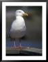 Sea Gull On Railing, La Conner, Washington, Usa by Jamie & Judy Wild Limited Edition Print
