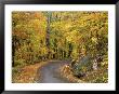 Road Up Burke Mountain In Fall, East Burke, Vermont, Usa by Darrell Gulin Limited Edition Print
