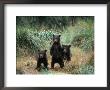 Brown Bear And Three Spring Cubs In Katmai National Park, Alaskan Peninsula, Usa by Steve Kazlowski Limited Edition Pricing Art Print