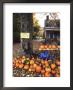 Pumpkins For Sale In New England by Bill Bachmann Limited Edition Print