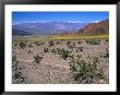 Desert Gold Wildflowers And Black Mountains, Death Valley National Park, California, Usa by Jamie & Judy Wild Limited Edition Print