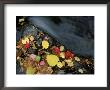 Stream In Fall, Maine, Usa by Jerry & Marcy Monkman Limited Edition Print