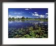 Waterways In Pantanal, Brazil by Darrell Gulin Limited Edition Print