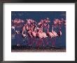 Lesser Flamingo, Kenya by Dee Ann Pederson Limited Edition Print