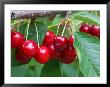 Cherry Orchard, Central Otago, South Island, New Zelaland by David Wall Limited Edition Print