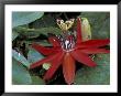 Red Passion Flower In Bloom, Selby Botantical Gardens, Sarasota, Florida, Usa by Maresa Pryor Limited Edition Print