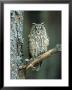 Long-Eared Owl, Adult Perched On Branch, Scotland, Uk by Mark Hamblin Limited Edition Print