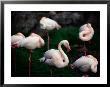 A Group Of Flamingos Resting Upon One Foot by Joel Sartore Limited Edition Print