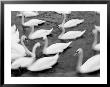 Swans On The Reuss River, Lucerne, Switzerland by Walter Bibikow Limited Edition Print