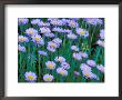 Mountain Daisies, Mount Rainier National Park, Washington, Usa by Jamie & Judy Wild Limited Edition Print