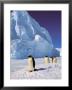 Emperor Penguins, Cape Darnley, Australian Antarctic Territory, Antarctica by Pete Oxford Limited Edition Print