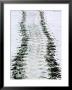 Tracks Of A Pacific Green Turtle, Pacific Ocean, Galapagos Islands, Ecuador by Charles Sleicher Limited Edition Print