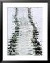 Tracks Of A Pacific Green Turtle, Pacific Ocean, Galapagos Islands, Ecuador by Charles Sleicher Limited Edition Print