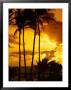 Palm Trees Silhouetted At Sunrise, Kauai, Hawaii, Usa by Shannon Nace Limited Edition Print