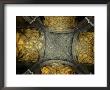 Vaulted Ceiling Of Santa Maria De La Sede Cathedral, Sevilla, Andalucia, Spain by Mark Daffey Limited Edition Print