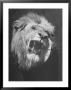 Mounted Head Of The Mgm Movie Studio Trademark by Walter Sanders Limited Edition Print