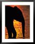 African Elephant Silhouetted At A Water Hole by Beverly Joubert Limited Edition Print