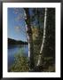 A View Of A Lake Through Trees And Plants by Raymond Gehman Limited Edition Print