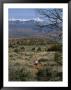 A Runner On The Hidden Valley Trail Above Moab, Utah by Bill Hatcher Limited Edition Print