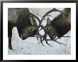 Two Bull Elk Lock Antlers In Confrontation by Tom Murphy Limited Edition Pricing Art Print