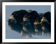 Muskoxen Huddle Together In A Protective Formation, Called A Defending Ring, During A Blizzard by Norbert Rosing Limited Edition Print