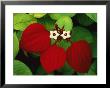 Close View Of Flowers In Mangrove Forest by George Grall Limited Edition Print