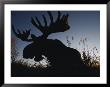 The Silhouetted Head Of A Moose by Joel Sartore Limited Edition Pricing Art Print