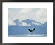 Humpback Whales Tail Rising Above The Water by Rich Reid Limited Edition Pricing Art Print