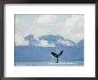 Humpback Whales Tail Rising Above The Water by Rich Reid Limited Edition Print