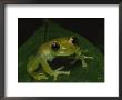 A Close View Of A Cute Little Green Frog by George Grall Limited Edition Print