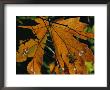 Close View Of A Maple Leaf In Autumn Colors by Marc Moritsch Limited Edition Print