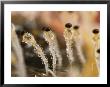 A Close-Up View Of The Shotgun Fungus by Darlyne A. Murawski Limited Edition Print