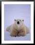 A View Of A Polar Bear Resting In A Snowfield by Paul Nicklen Limited Edition Print